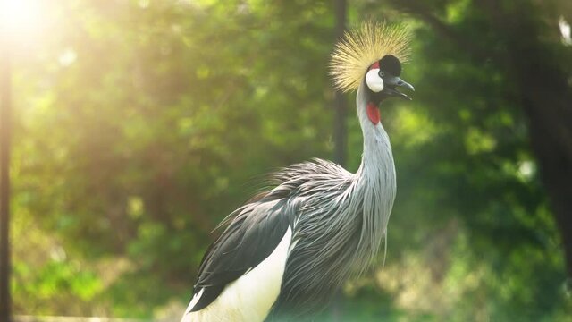 Black Crowned Crane bird, Northern Crowned Crane (Balearica pavonina)
