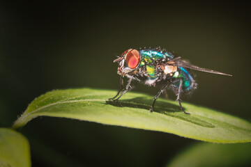 Mosca