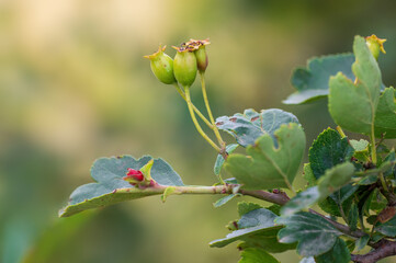 hawthorn fruit in the morning light