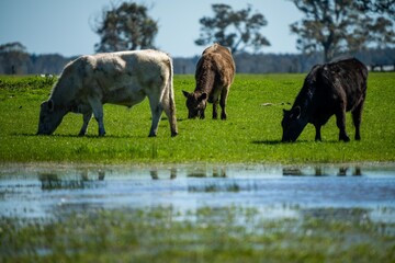 Speckled park, Murray grey, Angus cows and calf grazing on lush pasture. while they enjoy the sun...