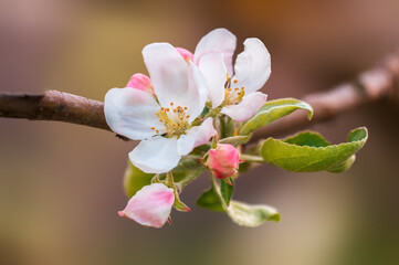 delicate apple blossom blooms on a branch