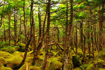 Moss Mori Shirakomai Pond Japan