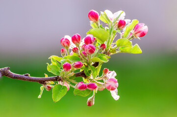 Fototapeta premium delicate apple blossom blooms on a branch