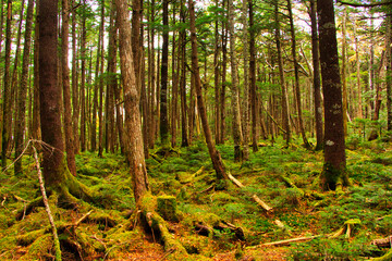 Moss Mori Shirakomai Pond Japan