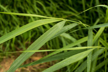 Fototapeta na wymiar green grass with dewdrops