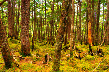 Fototapeta premium Moss Mori Shirakomai Pond Japan