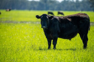 Speckled park, Murray grey, Angus cows and calf grazing on lush pasture. while they enjoy the sun...