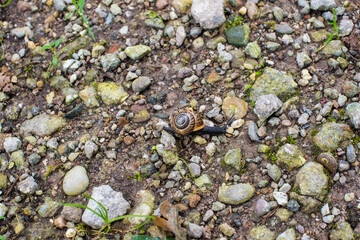 a little snail on stones and sand