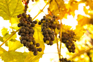 Close-up of bunches of ripe red wine grapes on the vine. Harvest