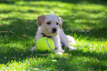 Playful happy pet dog puppy playing with a tennis ball.