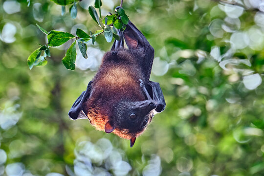 Ein Insel - Flugfuchs ( Pteropus hypomelanus condorensis ).