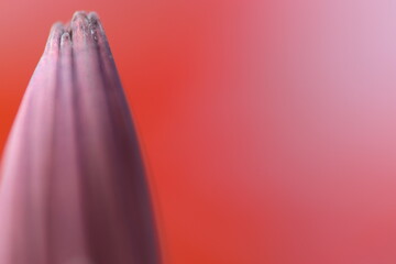 close up of a colorful flower with a red background