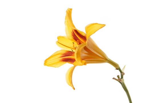 Yellow-orange daylily flower isolated on white background.