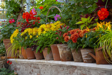Fototapeta na wymiar Various blooming autumn plants in ceramic pots stand in a row on a shelf.