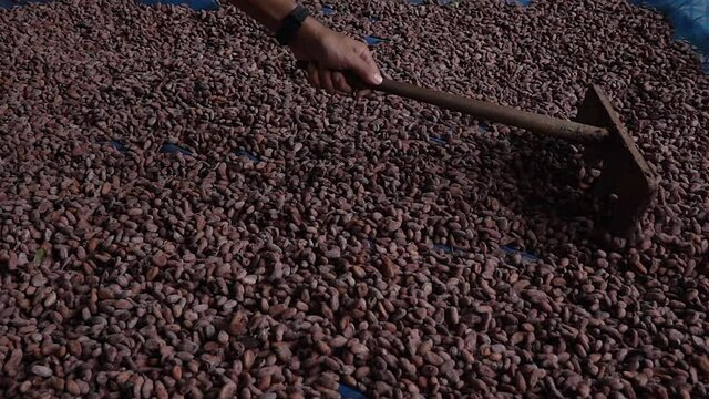 Dry cacao beans cocoa beans being moved with rake in wooden floor close up slow motion