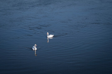 swans on the water