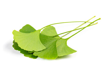 leaves of Ginkgo biloba isolated on white background.