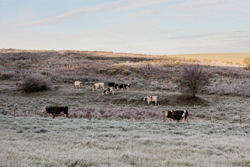 stado krów pasące się na łące w zimny mroźny poranek, wiejski krajobraz z krowami 