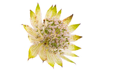 Naklejka na ściany i meble astrantia flower isolated