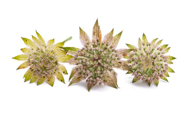 astrantia flower isolated