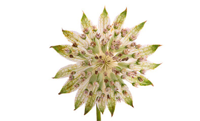 astrantia flower isolated