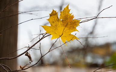 A maple yellow leaf hung on the branches of a tree