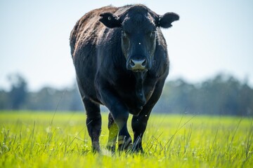 Beef cows and calves grazing on grass in Australia. eating hay and silage. breeds include specked park, murray grey, angus and brangus. - obrazy, fototapety, plakaty