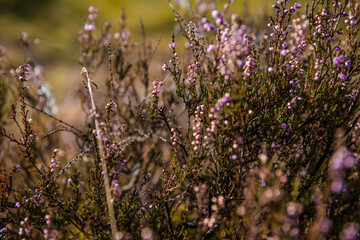 Purple pink common heather (Calluna vulgaris). Landscape plant heather. Colorful traditional October european flower. selective focus
