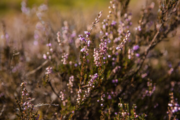 Obraz premium Purple pink common heather (Calluna vulgaris). Landscape plant heather. Colorful traditional October european flower. selective focus