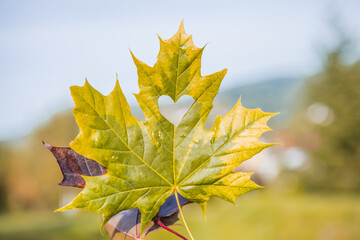 Fall and Autumn Season Concept, Closeup of Hand holding a Maple Leaf cut out as Heart in Sunny Day.