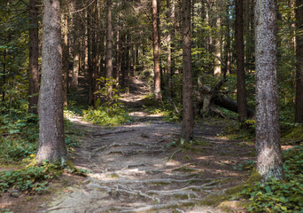 Summer forest landscape in sunny weather - trees and narrow path lit by soft sunlight.