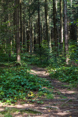 Summer forest landscape in sunny weather - trees and narrow path lit by soft sunlight.