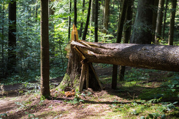 Fallen trees in the forest after a storm.