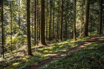 Summer forest landscape in sunny weather - trees and narrow path lit by soft sunlight.