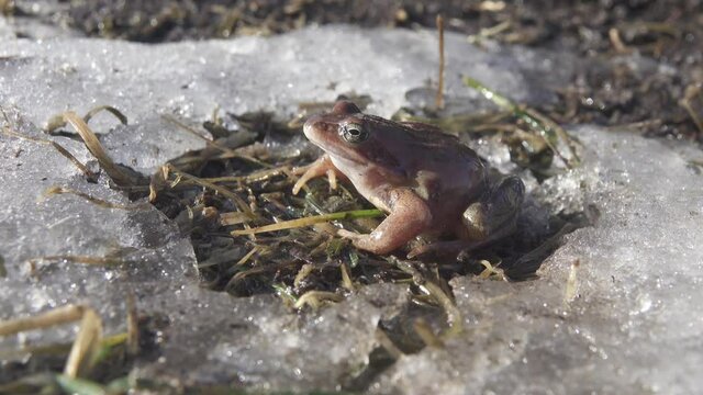 This Moor frog (Rana arvalis) woke up in early spring and makes the transition from the hibernating pond through the snow on a sunny day