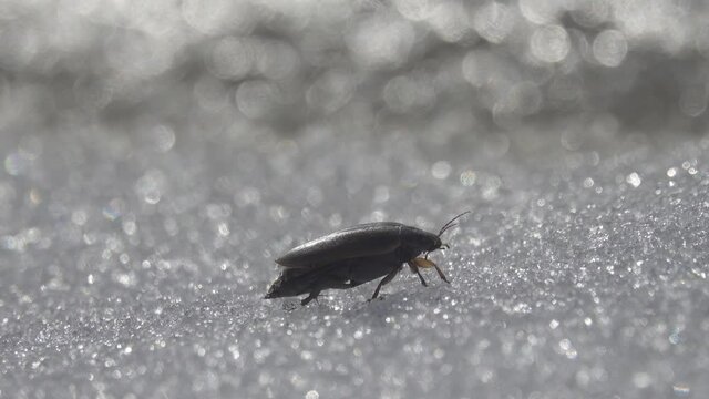 Water beetle (water-tiger) has just got out of water onto ice after winter underwater habitat. Beetle dries its wings by vibrating wings under elytra and then takes off, spring flight time