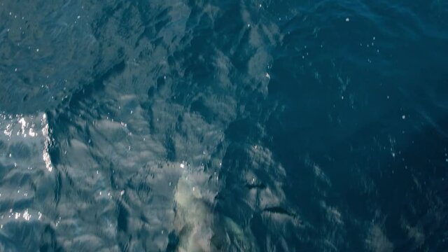 Common bottlenose dolphin swimming under the seafloor, slowmotion