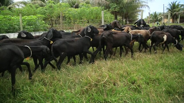 conde, bahia, brazil - october 6, 2021: raising sheep on a farm in the countryside of the town of Conde, north coast of Bahia.