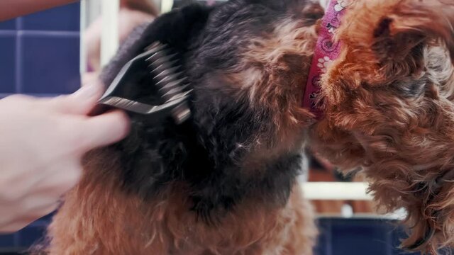 Dog grooming salon. Woman combing purebred curly brown dog Airedale in grooming salon. Pet care. High quality 4k footage