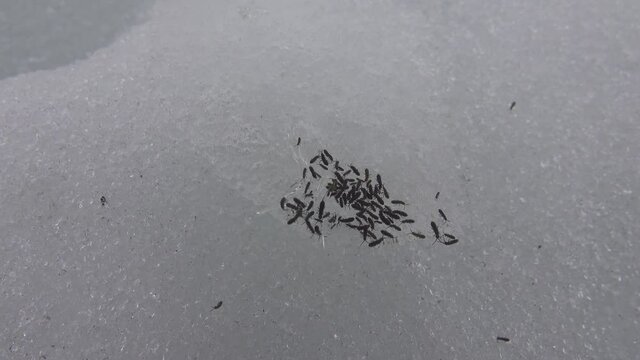 Glacier flea (Isotoma saltans), fleas crawl through the snow at the end of winter, preconnubia. Northern europe