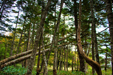 Japan Nagano Yatsugatake forest and moss