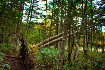 Japan Nagano Yatsugatake forest and moss