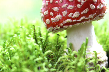 Close-up of poisonous young Fly agaric mushroom in the sunny autumn forest. selective focus