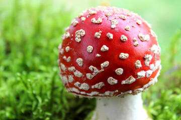 Close-up of poisonous young Fly agaric mushroom in the sunny autumn forest. selective focus