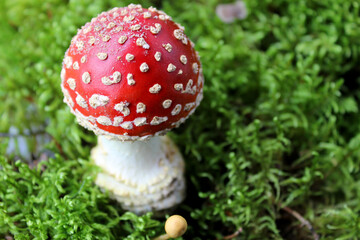 red fly agaric toadstool and green moss. Face forward. Fall or fall. Close up. Horizontally. Place for a copy. Selective focus