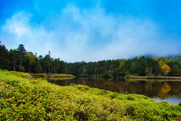 Naklejka premium Japan Nagano Yatsugatake forest and moss and rain pesticides