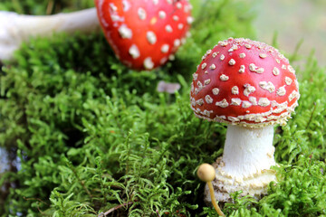 Obraz premium Close-up of poisonous young Fly agaric mushroom in the sunny autumn forest. selective focus