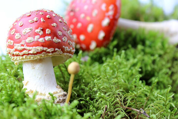 red fly agaric toadstool and green moss. Face forward. Fall or fall. Close up. Horizontally. Place for a copy. Selective focus