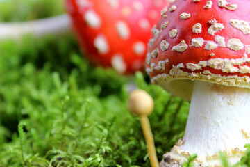 Close-up of poisonous young Fly agaric mushroom in the sunny autumn forest. selective focus