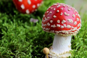 red fly agaric toadstool and green moss. Face forward. Fall or fall. Close up. Horizontally. Place for a copy. Selective focus